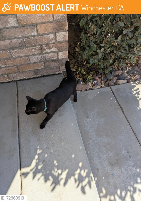 Found/Stray Male Cat last seen Conestoga Park, Winchester, CA 92596