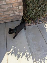 Found/Stray Male Cat last seen Conestoga Park, Winchester, CA 92596