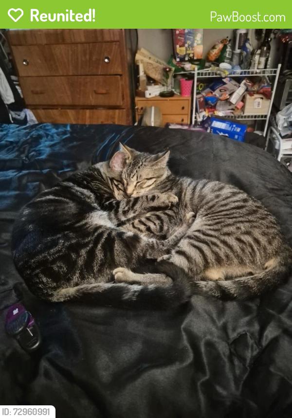 Reunited Male Cat last seen Sw ellerson st, Beaverton, OR 97007