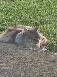 Reunited Female Cat last seen Verot school road, Lafayette, LA 70508