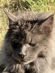 Reunited Unknown Cat last seen Homedale and Crystal lane, Caldwell, ID 83607