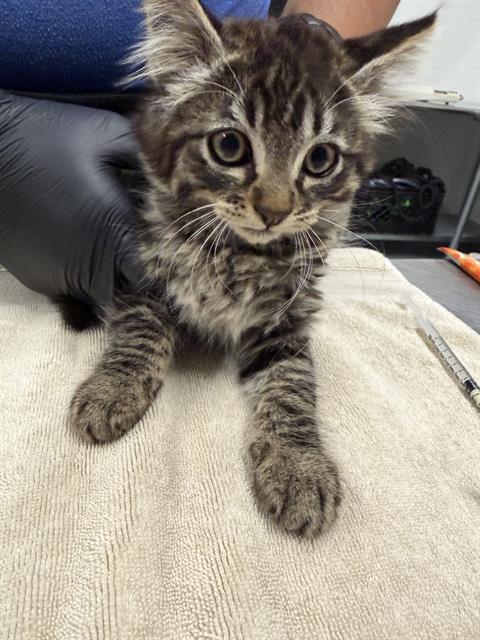 Shelter Stray Male Cat last seen , Camarillo, CA 93010