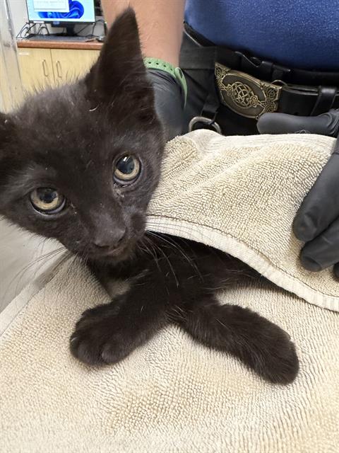 Shelter Stray Female Cat last seen , Camarillo, CA 93010