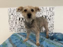 Shelter Stray Female Dog last seen , San Pedro, CA 90731