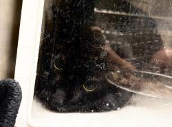 Shelter Stray Unknown Cat last seen , Sanford, FL 32773