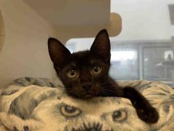 Shelter Stray Male Cat last seen JAMACHA BLVD, Bonita, CA 91902
