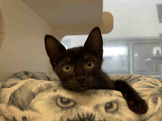 Shelter Stray Male Cat last seen JAMACHA BLVD, Bonita, CA 91902