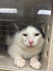 Shelter Stray Unknown Cat last seen , Sanford, FL 32773