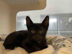 Shelter Stray Male Cat last seen JAMACHA BLVD, Bonita, CA 91902