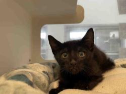 Shelter Stray Male Cat last seen JAMACHA BLVD, Bonita, CA 91902