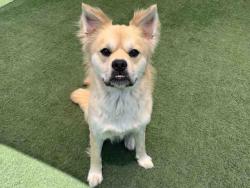 Shelter Stray Male Dog last seen BEAR VALLEY PKWY, Bonita, CA 91902