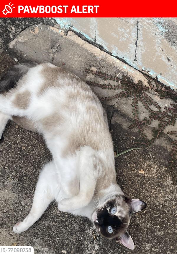 Lost Female Cat last seen Parque Residencial indaiá, Parque Residencial Indaia, SP 13332-057