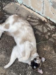 Lost Female Cat last seen Parque Residencial indaiá, Parque Residencial Indaia, SP 13332-057