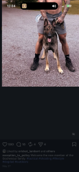 Lost Male Dog last seen Highway US1, Southern Pines, NC 28387