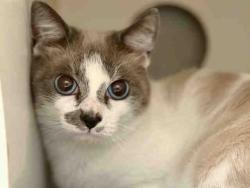 Shelter Stray Male Cat last seen , Bonita, CA 91902