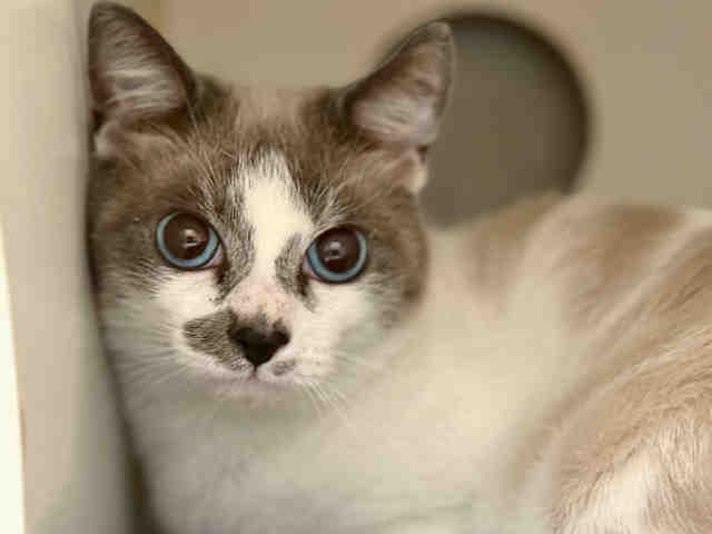 Shelter Stray Male Cat last seen , Bonita, CA 91902