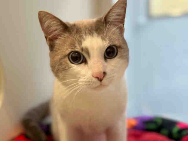 Shelter Stray Male Cat last seen , Bonita, CA 91902