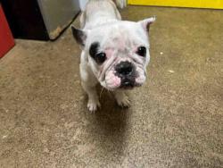 Shelter Stray Female Dog last seen , Bonita, CA 91902