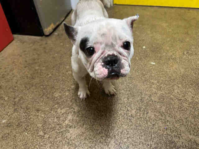 Shelter Stray Female Dog last seen , Bonita, CA 91902