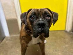 Shelter Stray Male Dog last seen , Bonita, CA 91902