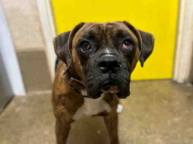 Shelter Stray Male Dog last seen , Bonita, CA 91902