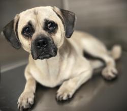 Shelter Stray Male Dog last seen , Los Angeles, CA 90031