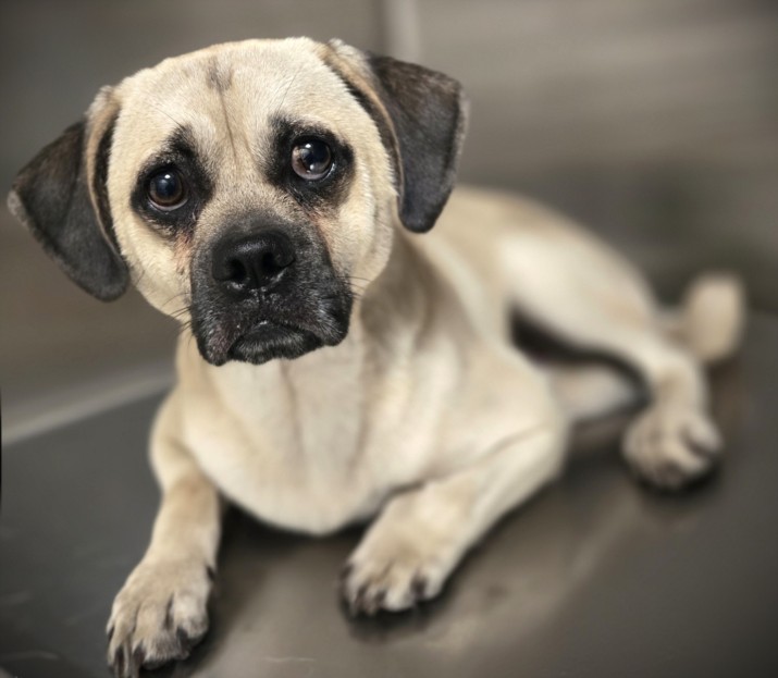 Shelter Stray Male Dog last seen , 3201 Lacy St, Los Angeles, CA 90031, USA