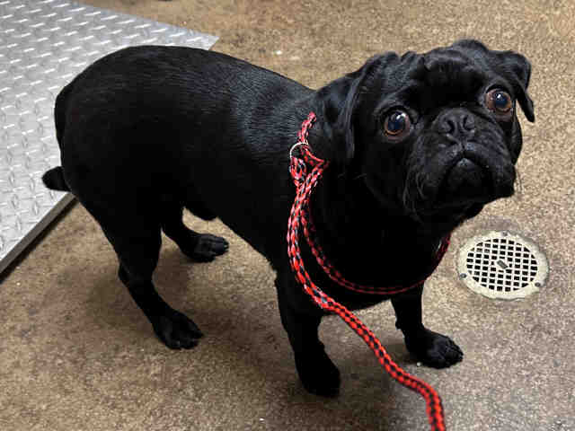 Shelter Stray Male Dog last seen , Bonita, CA 91902