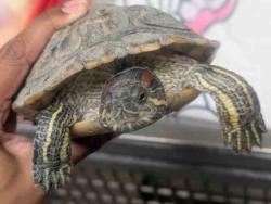Shelter Stray Female Reptile last seen , 5821 Sweetwater Rd, Bonita, CA 91902, USA