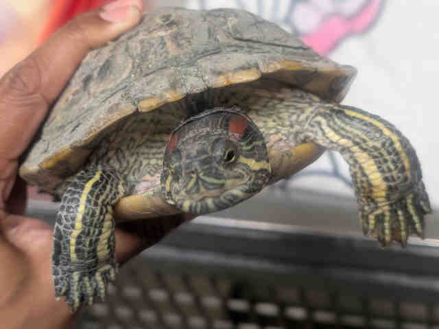 Shelter Stray Female Reptile last seen , 5821 Sweetwater Rd, Bonita, CA 91902, USA