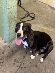 Shelter Stray Female Dog last seen MORRISON AVE & NORWOOD AVE, Sacramento, CA 95818