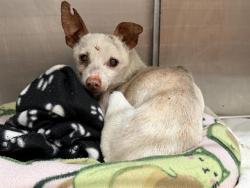 Shelter Stray Male Dog last seen 98TH AND CENTRAL., Albuquerque, NM 87121