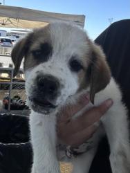 Shelter Stray Male Dog last seen Near BLOCK WOOLOMES AVE, DELANO CA 93215, Bakersfield, CA 93308