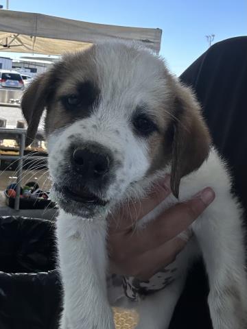 Shelter Stray Male Dog last seen Near BLOCK WOOLOMES AVE, DELANO CA 93215, Bakersfield, CA 93308