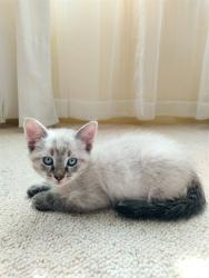 Shelter Stray Male Cat last seen E VALLEY BLVD X N 12TH ST, San Bernardino, CA 92401