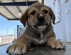 Shelter Stray Male Dog last seen Near BLOCK WOOLOMES AVE, DELANO CA 93215, Bakersfield, CA 93308
