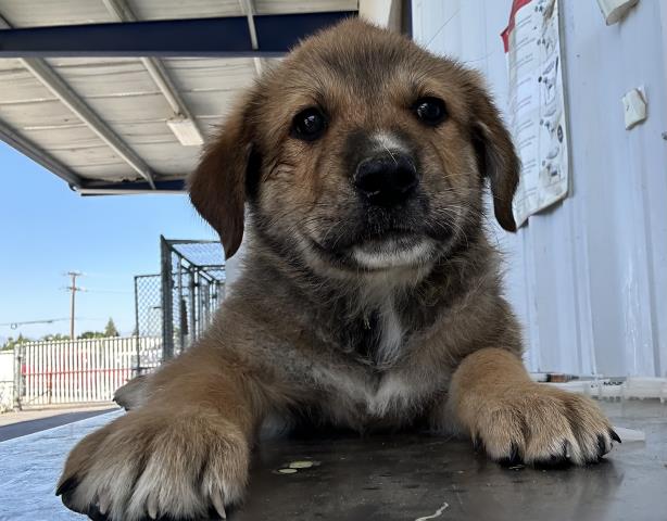 Shelter Stray Male Dog last seen Near BLOCK WOOLOMES AVE, DELANO CA 93215, Bakersfield, CA 93308