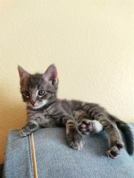 Shelter Stray Male Cat last seen E VALLEY BLVD X N 12TH ST, San Bernardino, CA 92401