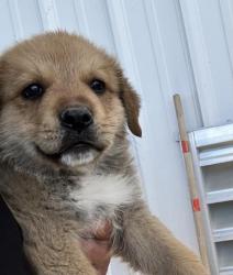 Shelter Stray Male Dog last seen Near BLOCK WOOLOMES AVE, DELANO CA 93215, Bakersfield, CA 93308