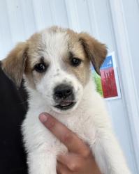 Shelter Stray Female Dog last seen Near BLOCK WOOLOMES AVE, DELANO CA 93215, Bakersfield, CA 93308