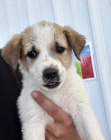 Shelter Stray Female Dog last seen Near BLOCK WOOLOMES AVE, DELANO CA 93215, Bakersfield, CA 93308