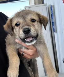 Shelter Stray Female Dog last seen Near BLOCK WOOLOMES AVE, DELANO CA 93215, Bakersfield, CA 93308