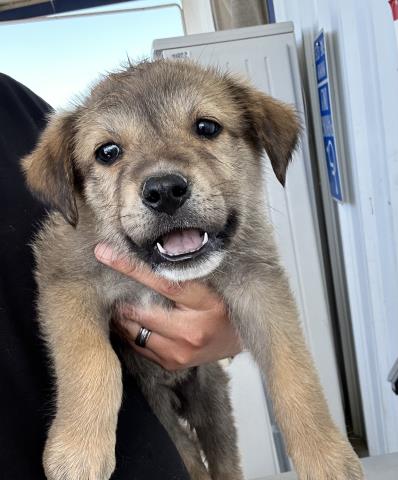 Shelter Stray Female Dog last seen Near BLOCK WOOLOMES AVE, DELANO CA 93215, Bakersfield, CA 93308