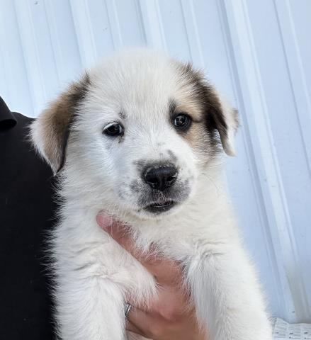 Shelter Stray Male Dog last seen Near BLOCK WOOLOMES AVE, DELANO CA 93215, Bakersfield, CA 93308