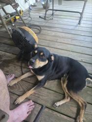Reunited Female Dog last seen Cammie and Thompson , Alvin, TX 77511