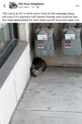 Found/Stray Unknown Cat last seen By Sedgwick brown line stop, in front of the massage place., Chicago, IL 60610