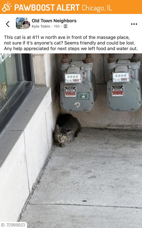 Found/Stray Unknown Cat last seen By Sedgwick brown line stop, in front of the massage place., Chicago, IL 60610