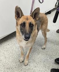 Shelter Stray Female Dog last seen Near BLOCK E 7 MILE RD, DETROIT MI 48234, 7401 Chrysler Dr, Detroit, MI 48211, USA