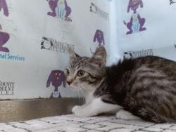 Shelter Stray Male Cat last seen , Orlando, FL 32839