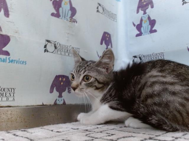 Shelter Stray Male Cat last seen , Orlando, FL 32839
